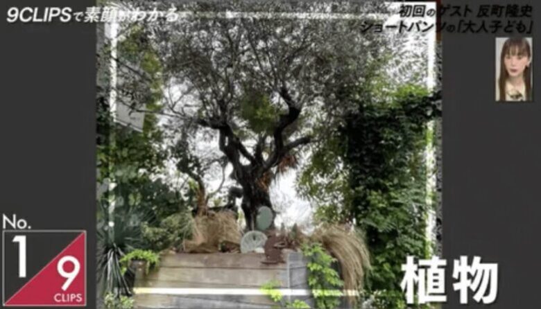 反町隆史・松嶋菜々子　自宅スペインオリーブの樹　画像